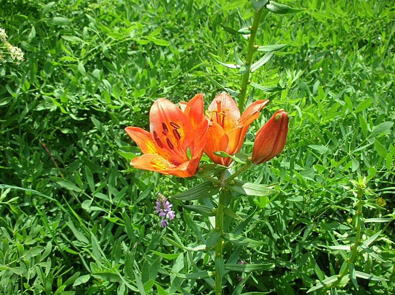 Lilium bulbiferum subsp. croceum / Giglio di S.Giovanni